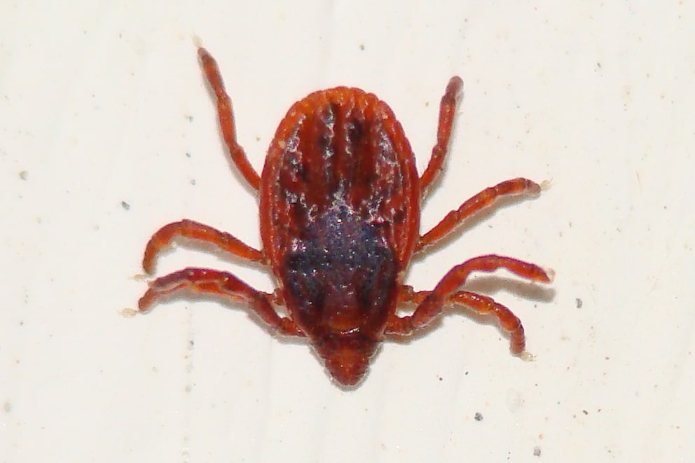 Brown dog tick (Rhipicephalus sanguineus)