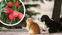 Hund und Katze liegen zusammen drau&szlig;en/ Eibe mit Fr&uuml;chten (Kreis)