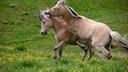 zwei Fjordpferde galoppierend sich &auml;rgernd auf einer gr&uuml;nen Koppel