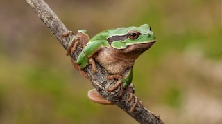 Laubfrosch hockt auf einem Ast