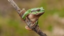 Laubfrosch hockt auf einem Ast