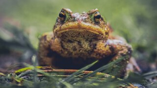 Nahaufnahme von einem Frosch im Gras