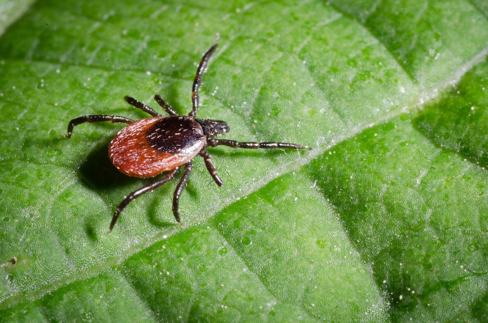 Common wood tick on a green leaf