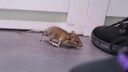 Feldmaus l&auml;uft auf in einem Haus auf Schuhe eines Menschen zu
