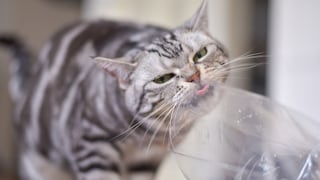 Manche Katzen lieben es, Plastiktüten abzulecken. Dafür kann es verschiedene Gründe geben.