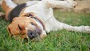 Nahaufnahme von einem Beagle, der auf dem Rasen liegt