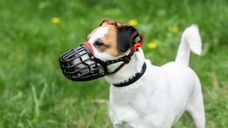 Jack Russell Terrier mit einem Maulkorb