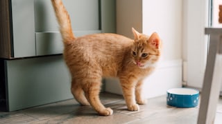orangene Katze am Fressnapf