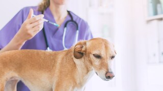 Hund bekommt Impfung beim Tierarzt