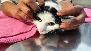 Craniosacrale Therapie bei einer Katze