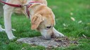 Labrador schn&uuml;ffelt am Boden