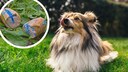 Giftk&ouml;der lauern mittlerweile fast &uuml;berall. Wie Sie Ihren Hund sch&uuml;tzen, verr&auml;t Hundetrainerin Katharina Marioth.