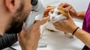 Augenuntersuchung bei einer Katze
