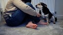 trauriges Kind wird von Hund angeguckt