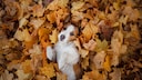 Im Herbst liegen &uuml;berall Kastanien auf dem Boden &ndash; weshalb es keine gute Idee ist, den Hund damit spielen zu lassen.