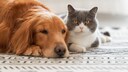 Hund und Katze liegen gemeinsam auf einem Teppich