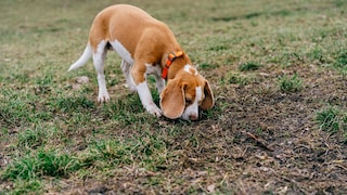 Hund schnüffelt an einer Wiese