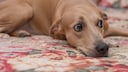 Ein brauner Hund liegt und guckt erschrocken zur rechten Seite