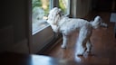 Hund kratzt an Fensterscheibe