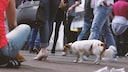 Hund in einer hundeunfreundlichen Gro&szlig;stadt