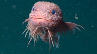 Ein Tiefseeschneckenfisch der aussieht wie ein Pokemon