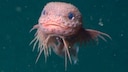 Ein Tiefseeschneckenfisch der aussieht wie ein Pokemon