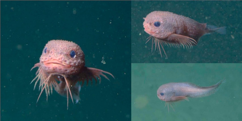 Schneckenfische aus der Tiefsee