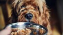 Hund schaut in einen Napf mit Nassfutter