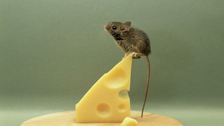 Maus auf Käse