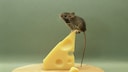 Maus auf K&auml;se