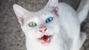 Wei&szlig;e Katze mit unterschiedliche gef&auml;rbten Augen miaut
