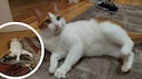 Remo, die Katze von PETBOOK-Redakteurin Louisa Stoeffler, rollt sich auf dem Boden