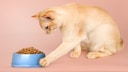 Eine junge Katze scharrt am Napf