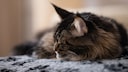 Maine-Coon-Katze schl&auml;ft auf weicher Decke