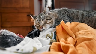 Eine Katze legt sich zum Schlafen auf ihren Halter