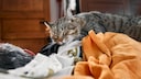 Eine Katze legt sich zum Schlafen auf ihren Halter