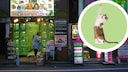 Tierladen in Japan mit Katzen