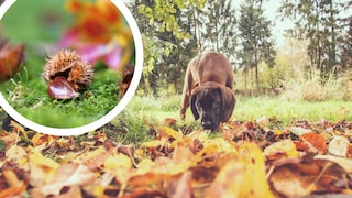 Hund schnüffelt im Laub