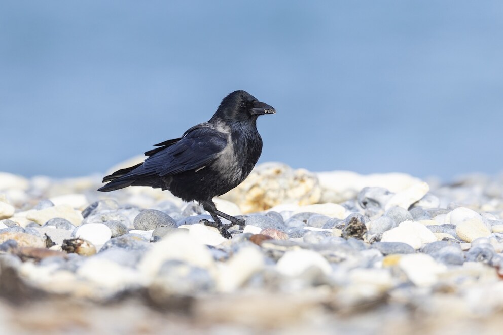 Hybrid of carrion crow and hooded crow