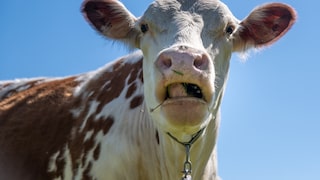 Kuh die gerade wiederkäut