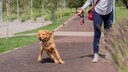 Ungezogener Hund zerrt an der Leine