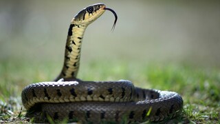 Ringelnatter (Natrix Natrix) mit herausstehender Zunge