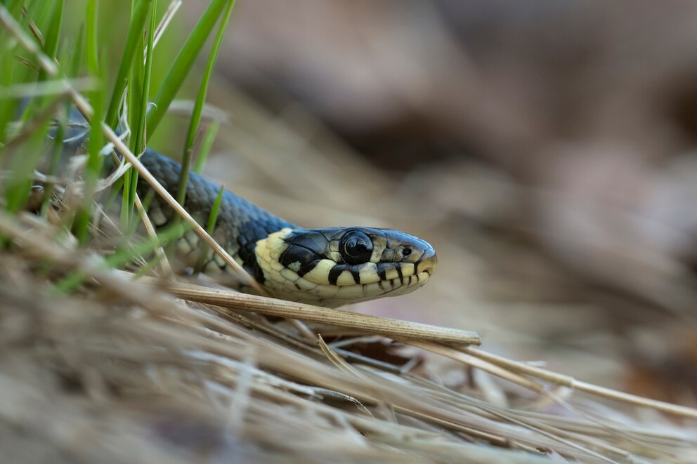 Close-up of a grass snake (Natrix Natrix)