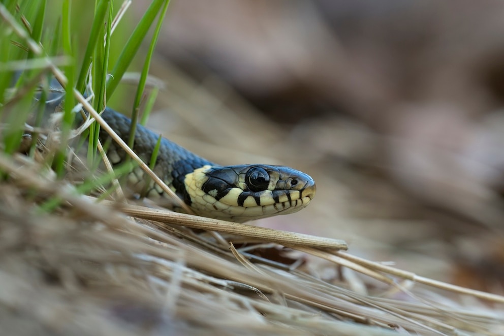 Nahaufnahme einer Ringelnatter (Natrix Natrix)