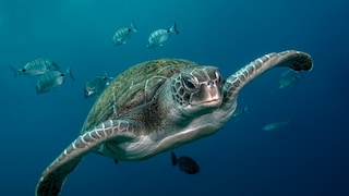 Eine Grüne Meeresschildkröte schwimmt durch den Ozean