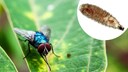 Die Neuwelt-Schraubenwurmfliege (Cochliomyia hominivorax) ist eine Schmei&szlig;fliegen-Art, deren Maden ihren Wirt von au&szlig;en befallen und sich vom K&ouml;rpergewebe ern&auml;hren.