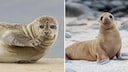 Collage aus Seehund und Seel&ouml;we, um Unterschied zu zeigen