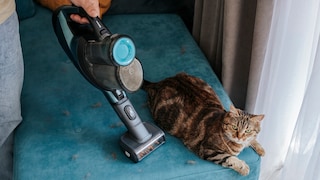 Katze sitzt auf Sofasitz, der Staubsauger kommt ihr zu nahe