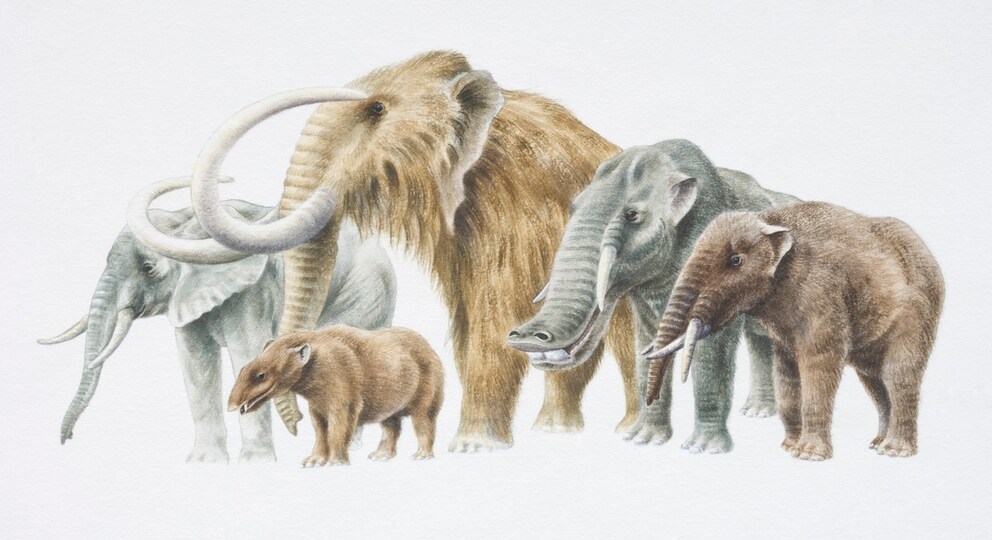 Drawing: Comparison of Ice Age Giants