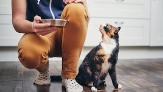 Mensch hält Napf von Katze beim Füttern